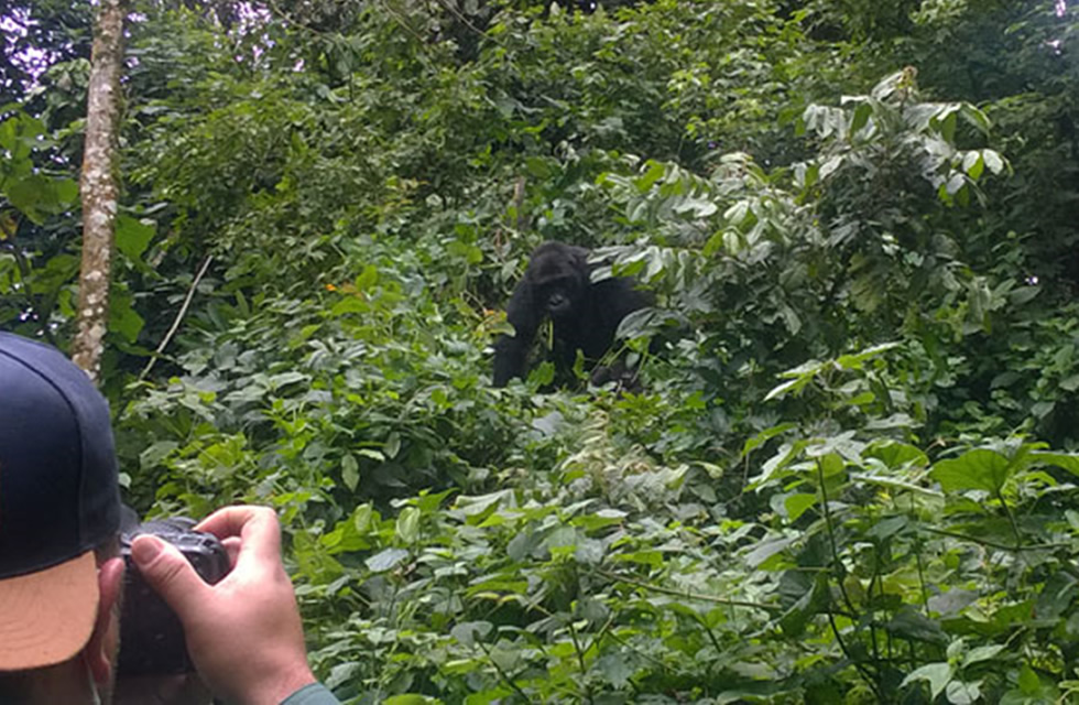 Mountain Gorilla Vs. Eastern Lowland Gorilla Trekking in Africa