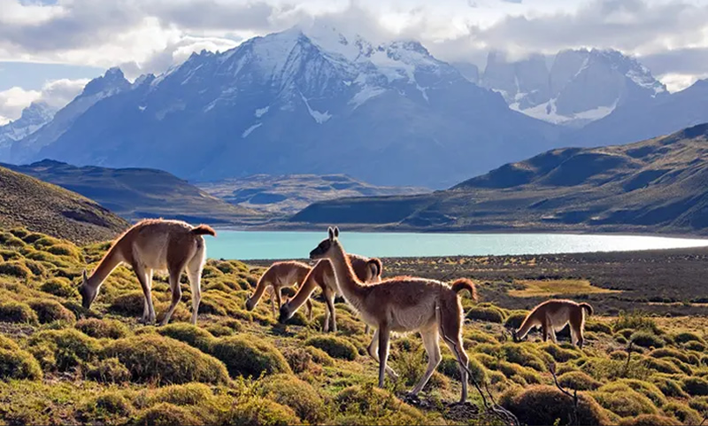 Wild patagonia