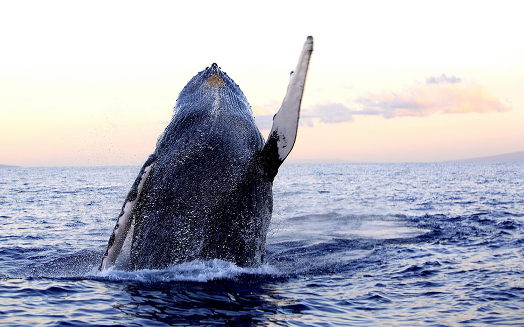 Travel to the Azores for Whale Watching Fun