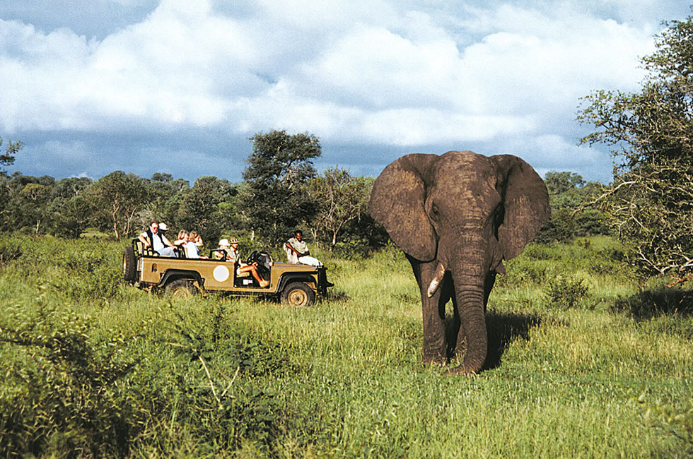 South Africa Safari – Don’t Think Just Rush